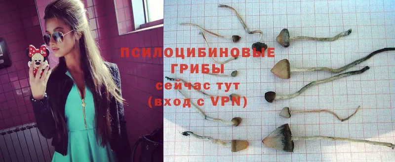 Псилоцибиновые грибы Psilocybe  Кстово 